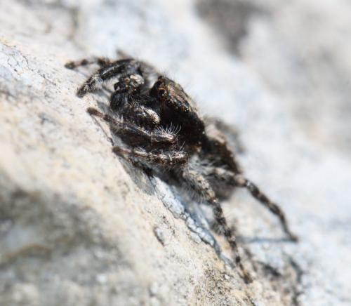 Réf. 231 651 : Menemerus taeniatus